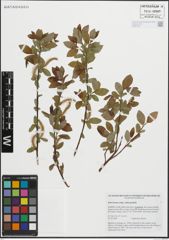 Foto von Salix hastata subsp. subintegrifolia (Flod.) Flod.